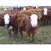 Image 5 : VanHal Livestock Inc. - 700# Heifers - 68 Head (Seven Persons, AB)