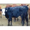 Image 6 : VanHal Livestock Inc. - 700# Heifers - 68 Head (Seven Persons, AB)