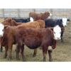 Image 7 : VanHal Livestock Inc. - 700# Heifers - 68 Head (Seven Persons, AB)