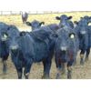 Image 2 : VanHal Livestock Inc. - 675# Heifers - 72 Head (Seven Persons, AB)