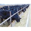 Image 3 : VanHal Livestock Inc. - 675# Heifers - 72 Head (Seven Persons, AB)