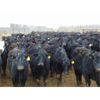 Image 4 : VanHal Livestock Inc. - 675# Heifers - 72 Head (Seven Persons, AB)