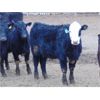 Image 5 : VanHal Livestock Inc. - 675# Heifers - 72 Head (Seven Persons, AB)