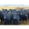 Image 2 : VanHal Livestock Inc. - 675# Heifers - 72 Head (Seven Persons, AB)