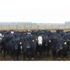 Image 4 : VanHal Livestock Inc. - 675# Heifers - 72 Head (Seven Persons, AB)