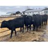 Image 1 : Jeff MacMillan - 970# October Grass Steers - 60 Head (Marquette, MB)
