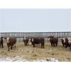 Image 1 : MAVV Farms - 845# Heifers - 58 Head (Aldersyde, AB)