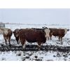 Image 2 : MAVV Farms - 845# Heifers - 58 Head (Aldersyde, AB)