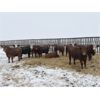 Image 3 : MAVV Farms - 845# Heifers - 58 Head (Aldersyde, AB)