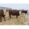 Image 4 : MAVV Farms - 845# Heifers - 58 Head (Aldersyde, AB)