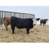 Image 5 : MAVV Farms - 845# Heifers - 58 Head (Aldersyde, AB)