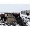 Image 6 : MAVV Farms - 845# Heifers - 58 Head (Aldersyde, AB)