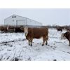Image 7 : MAVV Farms - 845# Heifers - 58 Head (Aldersyde, AB)