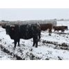 Image 8 : MAVV Farms - 845# Heifers - 58 Head (Aldersyde, AB)