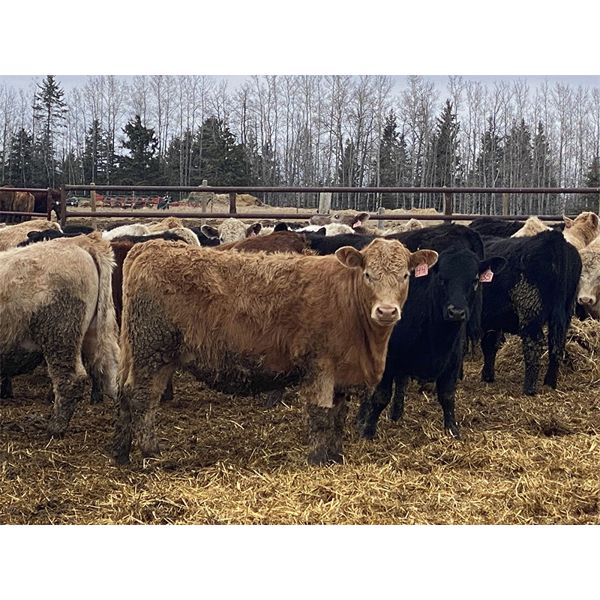 Jason Szymanek - 720# Heifers - 85 Head (Stauffer, AB)