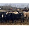 Image 2 : Jason Szymanek - 720# Heifers - 85 Head (Stauffer, AB)