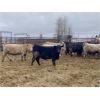 Image 5 : Jason Szymanek - 720# Heifers - 85 Head (Stauffer, AB)