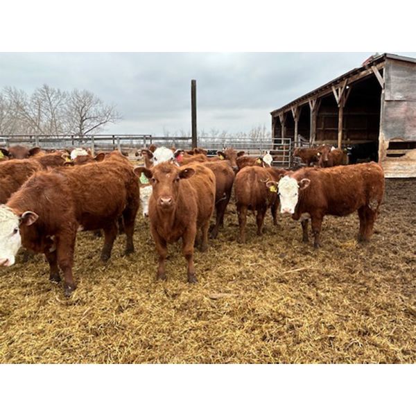 Redline Livestock - 660# Heifers - 75 Head (Didsbury, AB)