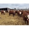 Image 2 : Redline Livestock - 660# Heifers - 75 Head (Didsbury, AB)