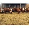 Image 3 : Redline Livestock - 660# Heifers - 75 Head (Didsbury, AB)