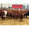 Image 4 : Redline Livestock - 660# Heifers - 75 Head (Didsbury, AB)