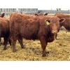 Image 5 : Redline Livestock - 660# Heifers - 75 Head (Didsbury, AB)