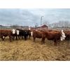 Image 6 : Redline Livestock - 660# Heifers - 75 Head (Didsbury, AB)