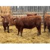 Image 7 : Redline Livestock - 660# Heifers - 75 Head (Didsbury, AB)