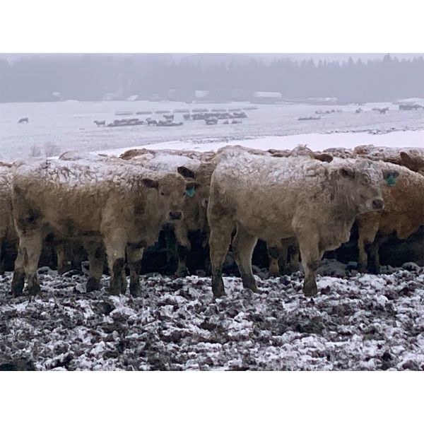 Midpoint Farms - 1025# September Grass Steers - 120 Head (Drayton Valley, AB)