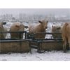 Image 2 : Midpoint Farms - 1025# October Grass Steers - 180 Head (Drayton Valley, AB)