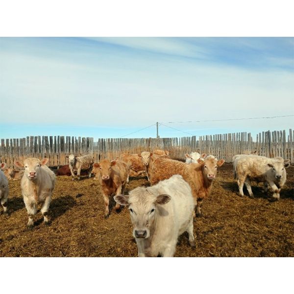 Selte Farms (1985) Ltd. - 770# Steers - 81 Head (Vermilion, AB)