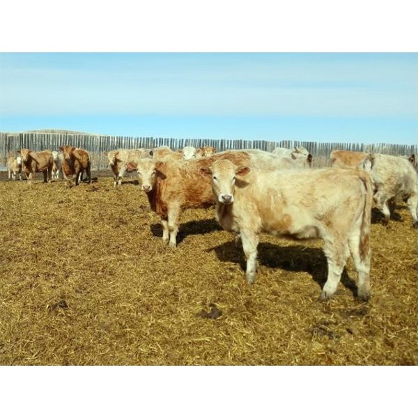 Selte Farms (1985) Ltd. - 760# Heifers - 81 Head (Vermilion, AB)