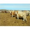 Image 1 : Selte Farms (1985) Ltd. - 760# Heifers - 81 Head (Vermilion, AB)