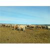 Image 2 : Selte Farms (1985) Ltd. - 760# Heifers - 81 Head (Vermilion, AB)