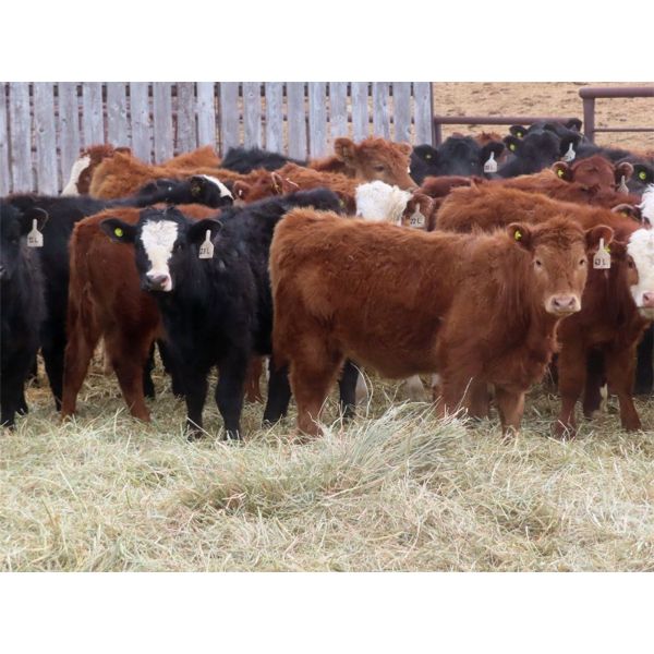 Sybouts Lake Farms Ltd. - 540# Heifers - 75 Head (Gladmar, SK)