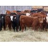 Image 1 : Sybouts Lake Farms Ltd. - 540# Heifers - 75 Head (Gladmar, SK)