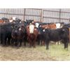 Image 2 : Sybouts Lake Farms Ltd. - 540# Heifers - 75 Head (Gladmar, SK)
