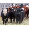Image 3 : Sybouts Lake Farms Ltd. - 540# Heifers - 75 Head (Gladmar, SK)