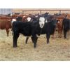 Image 4 : Sybouts Lake Farms Ltd. - 540# Heifers - 75 Head (Gladmar, SK)