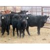 Image 5 : Sybouts Lake Farms Ltd. - 540# Heifers - 75 Head (Gladmar, SK)