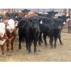 Image 6 : Sybouts Lake Farms Ltd. - 540# Heifers - 75 Head (Gladmar, SK)