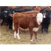 Image 8 : Sybouts Lake Farms Ltd. - 540# Heifers - 75 Head (Gladmar, SK)