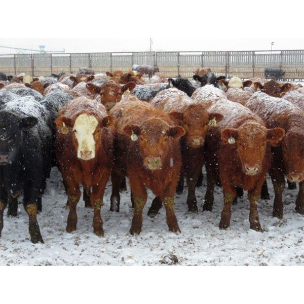 Jeff & Bonnie Resch - 675# Steers - 155 Head (Leader, SK)