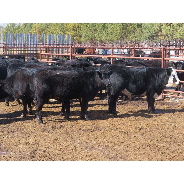 Bill Devos - 690# Steers - 58 Head (Fork River, MB)