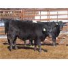 Image 7 : Bill Devos - 690# Steers - 58 Head (Fork River, MB)
