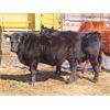 Image 9 : Bill Devos - 690# Steers - 58 Head (Fork River, MB)
