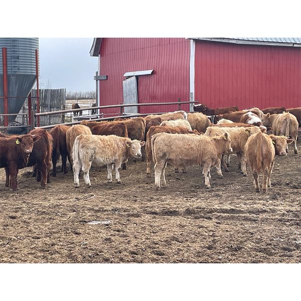 Clayton & Bailey Smith - 690# Heifers - 88 Head (Marwayne, AB)