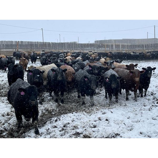 Kelsey Porter Inc. - 800# Steers - 190 Head (Irricana, AB)