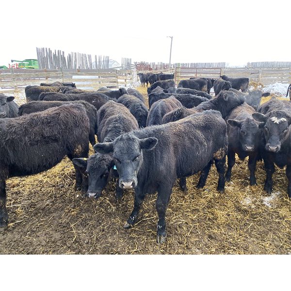 Pedersen Farms - 860# Steers - 150 Head (Scandia, AB)
