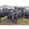 Image 1 : Pedersen Farms - 860# Steers - 150 Head (Scandia, AB)